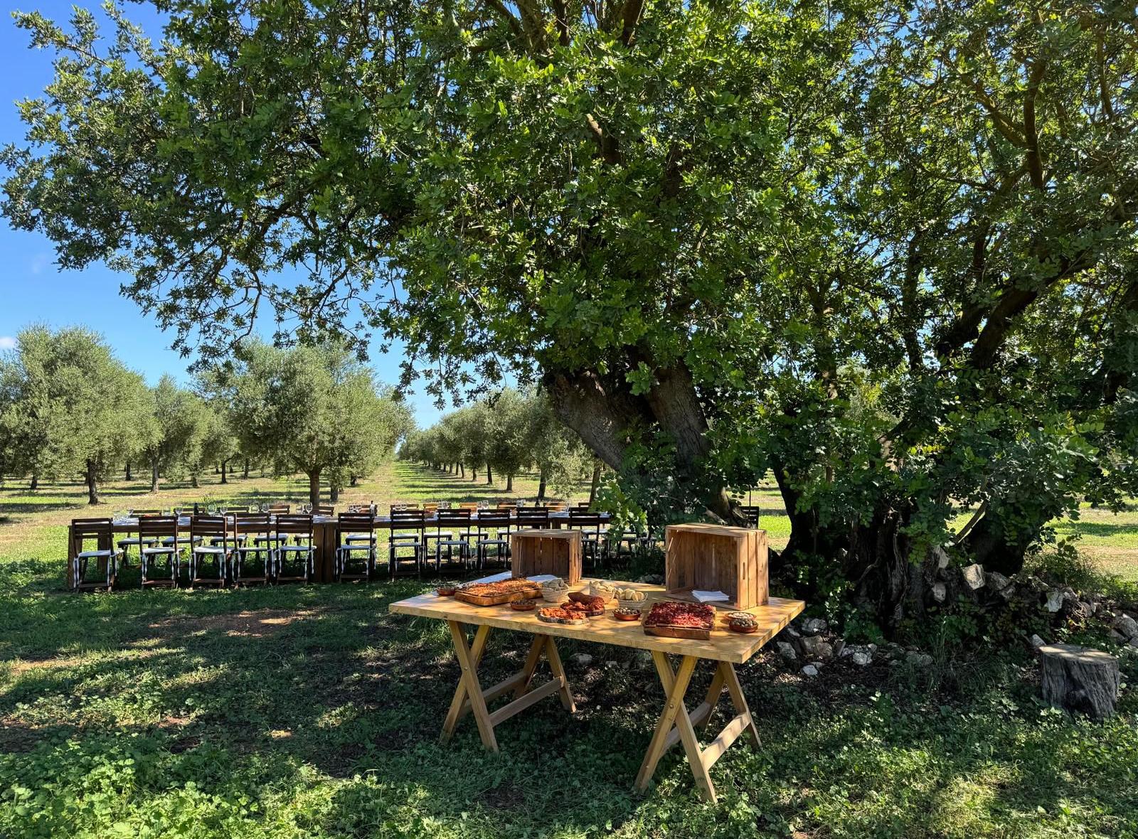 Mallorca: Un Paseo por el Olivar en Septiembre, un Masaje para el Alma 